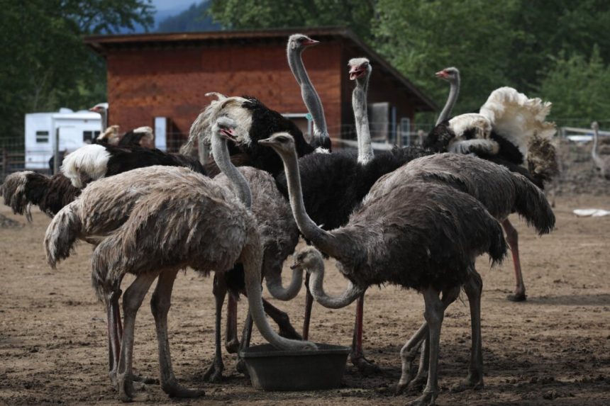 cfia-says-one-bird-at-bc-ostrich-farm-has-died