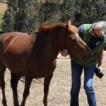 ‘they’re-not-feral’:-brumby-rescue-volunteers-call-for-end-to-culling