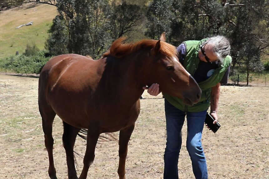 ‘they’re-not-feral’:-brumby-rescue-volunteers-call-for-end-to-culling