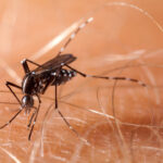 as-authorities-battle-chikungunya-virus-in-southern-china,-mosquito-control-measures-spark-concerns