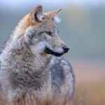 wolves-have-returned-to-denmark,-and-not-everyone-is-happy-about-it