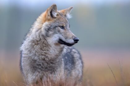 wolves-have-returned-to-denmark,-and-not-everyone-is-happy-about-it