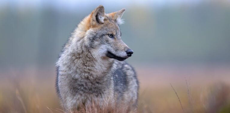 wolves-have-returned-to-denmark,-and-not-everyone-is-happy-about-it