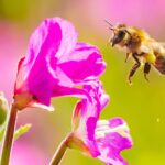 wild-honeybees-now-officially-listed-as-endangered-in-the-eu