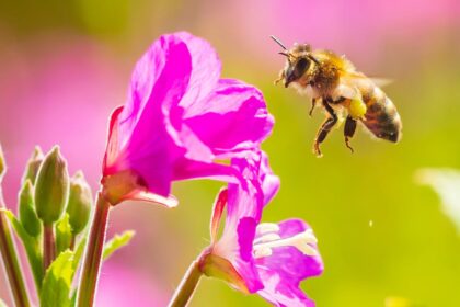 wild-honeybees-now-officially-listed-as-endangered-in-the-eu