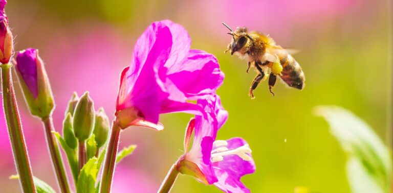 wild-honeybees-now-officially-listed-as-endangered-in-the-eu
