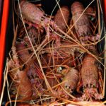 south-australia-lobster-exports-hits-record-high-after-beijing-lifted-trade-ban
