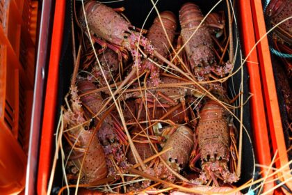 south-australia-lobster-exports-hits-record-high-after-beijing-lifted-trade-ban