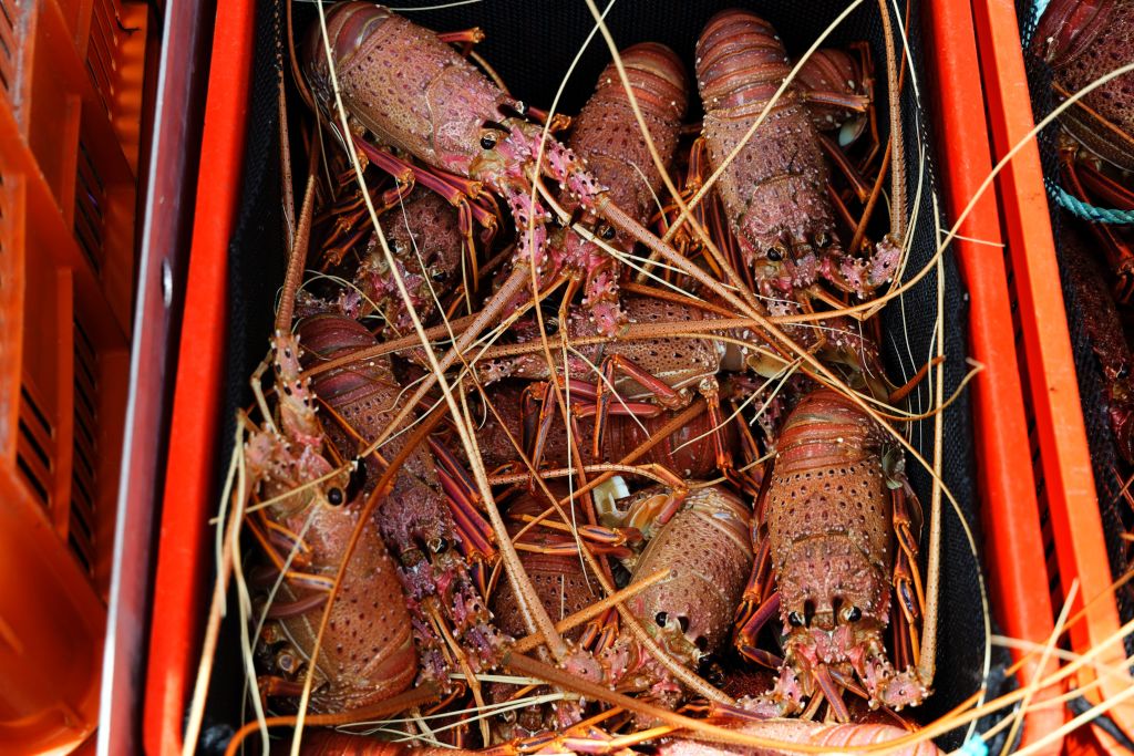 south-australia-lobster-exports-hits-record-high-after-beijing-lifted-trade-ban