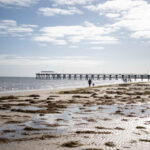 $102.5-million-plan-to-rebuild-sa’s-marine-life-after-400-species-lost-to-algae