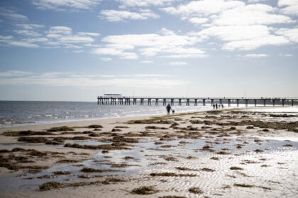 $102.5-million-plan-to-rebuild-sa’s-marine-life-after-400-species-lost-to-algae
