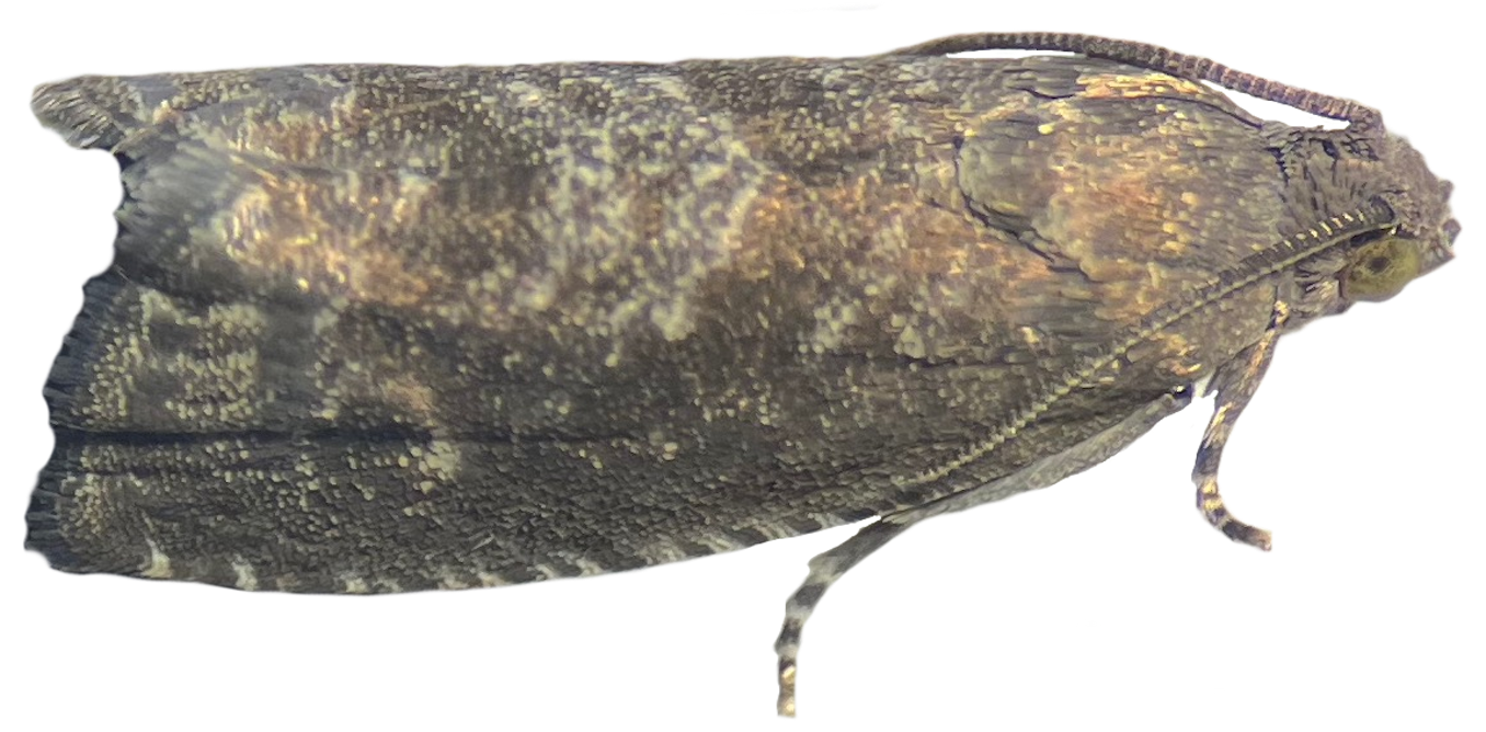 we-created-an-‘unsexy’-moth-that-could-be-the-key-to-greener-pest-control