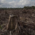 european-commission-proposes-easing-of-deforestation-law-burden-for-small-firms