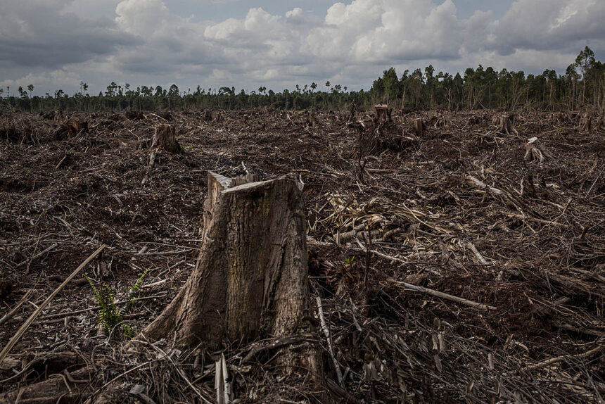 european-commission-proposes-easing-of-deforestation-law-burden-for-small-firms
