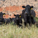 here’s-what’s-behind-surging-prices-of-beef