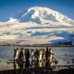 scientists-observe-signs-of-h5-bird-flu-in-antarctic-wildlife