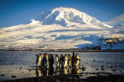 scientists-observe-signs-of-h5-bird-flu-in-antarctic-wildlife