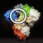 how-to-block-spike-proteins