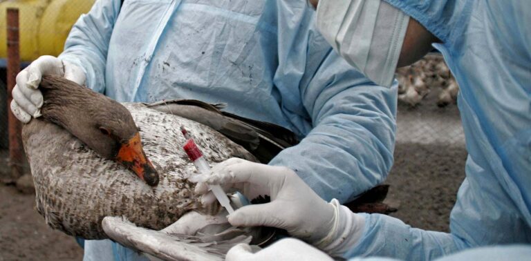 h5n1-bird-flu-cases-spike-in-europe.-how-worried-should-we-be?