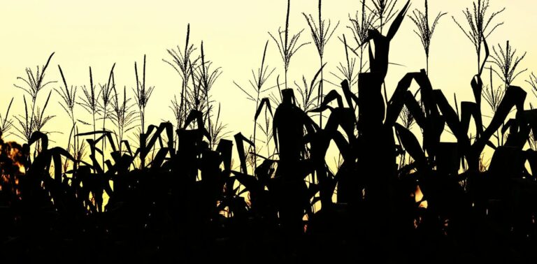 climate-change-is-affecting-your-food-and-not-in-your-favour