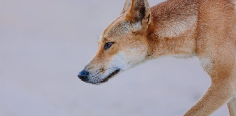 how-european-colonisation-has-created-more-animal-hybrids