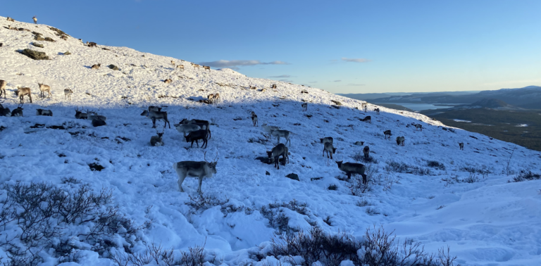 swedens-mining-industry-is-threatening-the-indigenous-sami-peoples-way-of-life