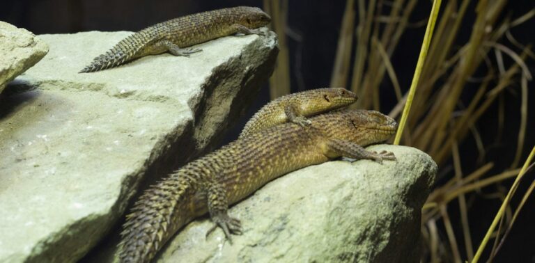 reptiles-are-neglected-and-mistreated.-heres-how-we-can-take-better-care-of-them