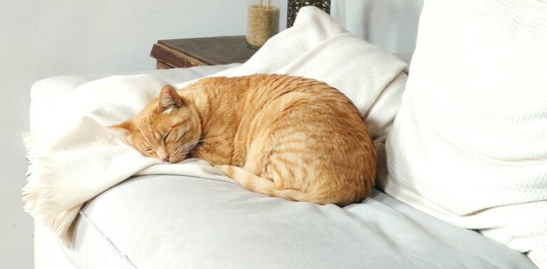 is-your-dog-or-cat-getting-old?-these-simple-gestures-could-help-them-live-longer-and-happier-lives