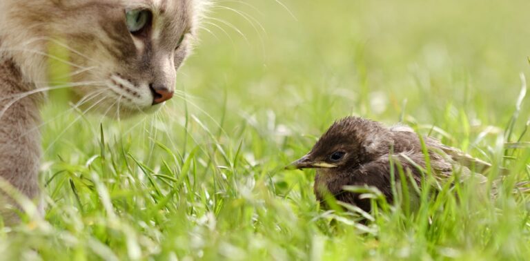 our-pets-are-devouring-biodiversity-but-a-few-changes-in-eu-law-could-make-all-the-difference