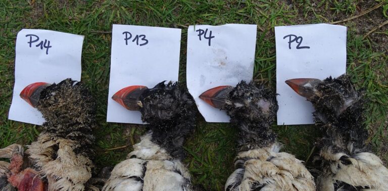 thousands-of-dead-puffins-are-washing-up-on-europes-beaches-why-its-been-such-a-dangerous-winter-for-seabirds