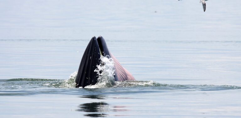 whales-leave-dna-footprints-across-the-ocean.-heres-how-we-track-them