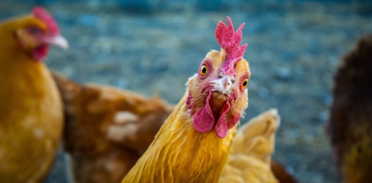 first-european-case-of-h9n2-bird-flu-reported-in-italy-what-you-need-to-know