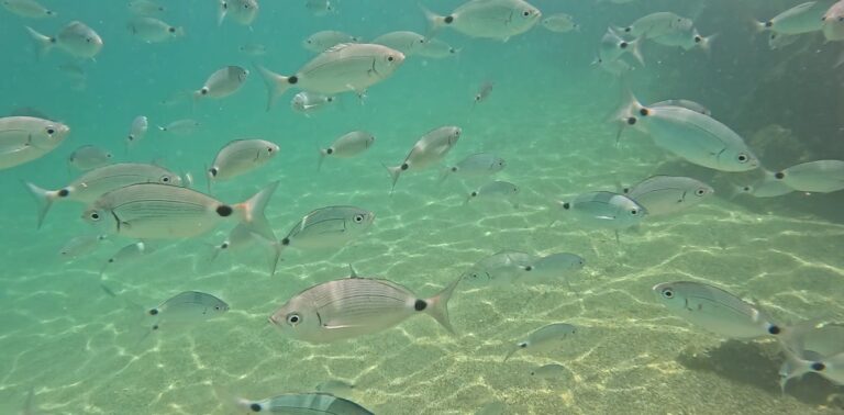 what-fish-redistribution-in-the-mediterranean-is-telling-us-about-species-climate-resilience