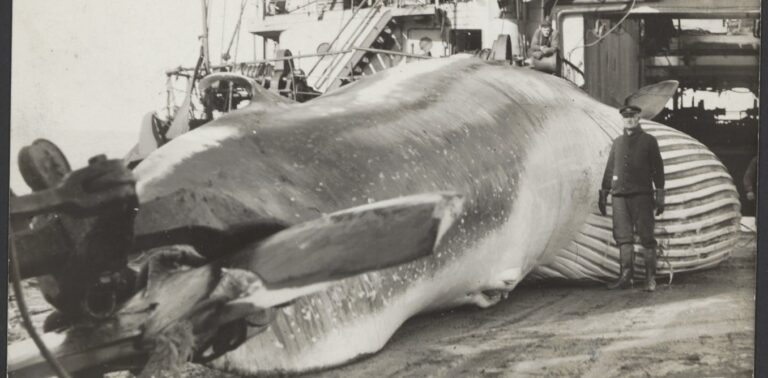 how-whaling-evolved-from-its-basque-origins-into-a-vast-global-business