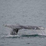 sea-doo-rider-hurt-after-slamming-into-whale-off-vancouver,-animals-fate-unclear