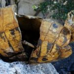 self-destructive-behaviour-among-hermanns-tortoises-on-a-macedonian-island-is-leading-to-demographic-suicide