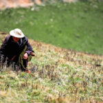 tibetan-villagers-report-more-bear-attacks-and-little-help-from-authorities