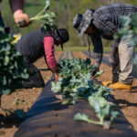 farmers-call-for-emergency-relief,-adoption-of-key-bills-to-stem-soaring-fertilizer-costs