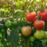 how-microplastics-can-end-up-in-tomato-cropsresearcher-gives-best-solution