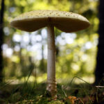 us-slaps-duties-on-fresh-canadian-mushrooms-over-subsidy-claims