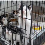 57-kittens,-8-cats-saved;-man-arrested-in-suspected-animal-cruelty-investigation:-police