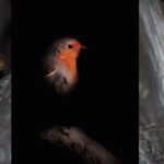 how-does-street-lighting-impact-wildlife-and-when-should-we-turn-off-the-lights?
