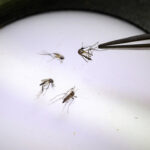 google-seeks-federal-approval-to-release-millions-of-mosquitoes-in-california,-florida