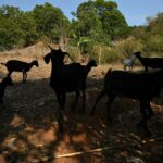 flesh-eating-screwworm-detected-25-miles-from-us-border-in-mexico,-usda-says