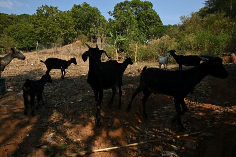 flesh-eating-screwworm-detected-25-miles-from-us-border-in-mexico,-usda-says