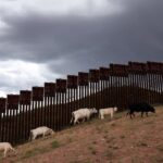 flesh-eating-screwworm-reappears-in-us:-5-things-to-know