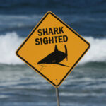 this-is-a-tragedy:-diver-dies-in-shark-attack