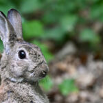 calgary-man-sentenced-to-8-years-for-torturing-and-killing-pet-rabbits