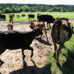 mexico-suspends-certain-live-animal-imports-from-us-over-flesh-eating-screwworm-concerns