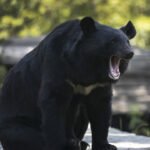 conservation-officers-in-bc-remove-metal-stove-pipe-stuck-on-bears-head